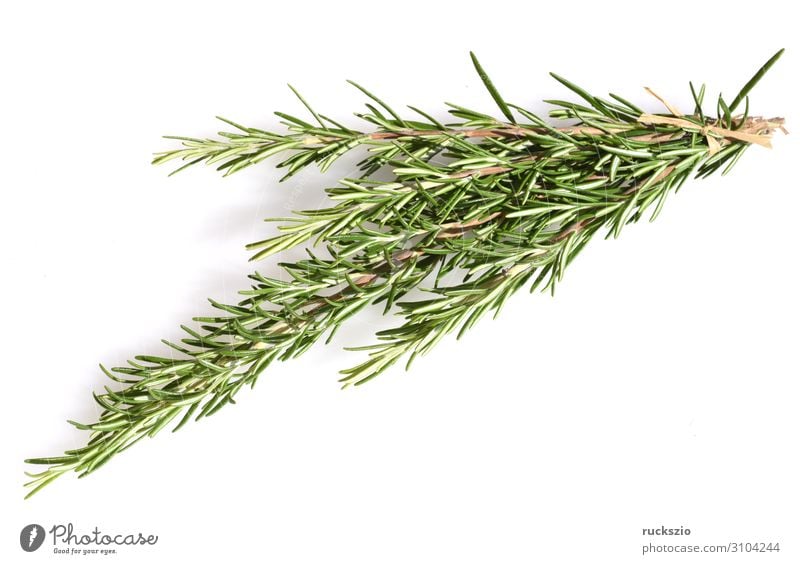 rosemary, officinalis Kräuter & Gewürze Sträucher grün weiß Rosmarin Rosmarinus Heilpflanzen Küchenkräuter Kuechengewuerz Gewuerzkraut Duftkraut Kraeuterpflanze