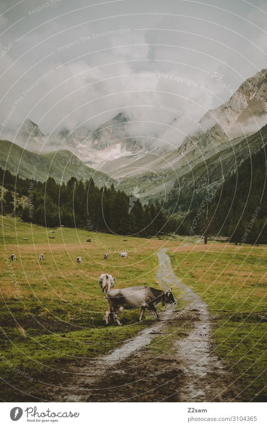 Eisjöchl Umwelt Natur Landschaft Wolken Herbst schlechtes Wetter Wiese Alpen Berge u. Gebirge Gipfel Nutztier Kuh Herde stehen bedrohlich gigantisch natürlich