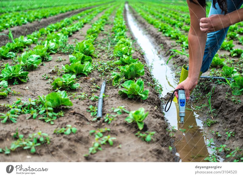 Frau misst Bewässerungswasser mit digitalem PH-Meter Garten Labor Prüfung & Examen Gartenarbeit Werkzeug Technik & Technologie Erwachsene Umwelt Pflanze Erde