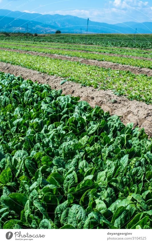 Spinatfarm. Bio-Spinatblätter auf dem Feld. Gemüse Sommer Gartenarbeit Natur Landschaft Pflanze Blatt Wachstum frisch natürlich grün Schonung Ackerbau