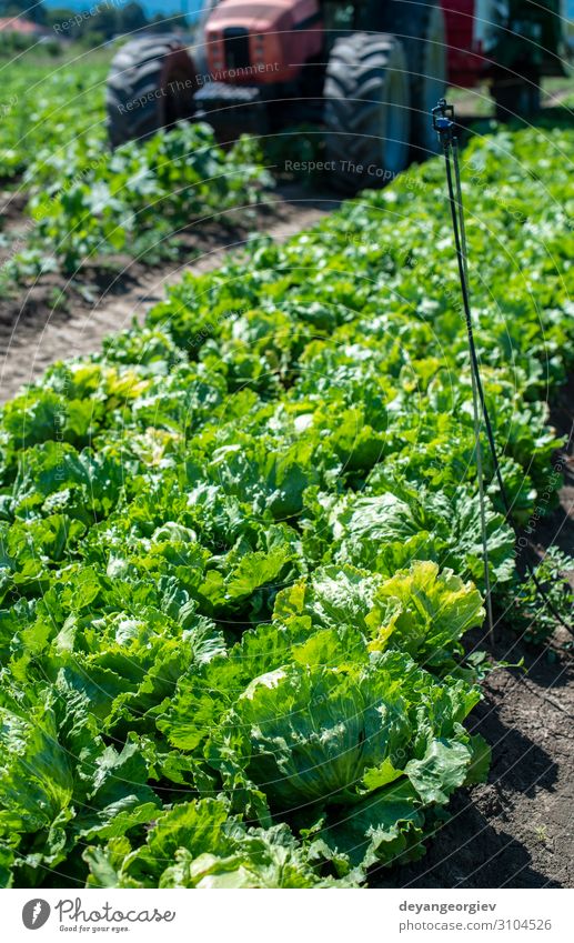 Traktor in der Salat-Eisbergfarm. Ernte Salat Eisberg Gemüse Vegetarische Ernährung Diät Garten Gartenarbeit Umwelt Blatt Wachstum frisch nass grün Salatbeilage