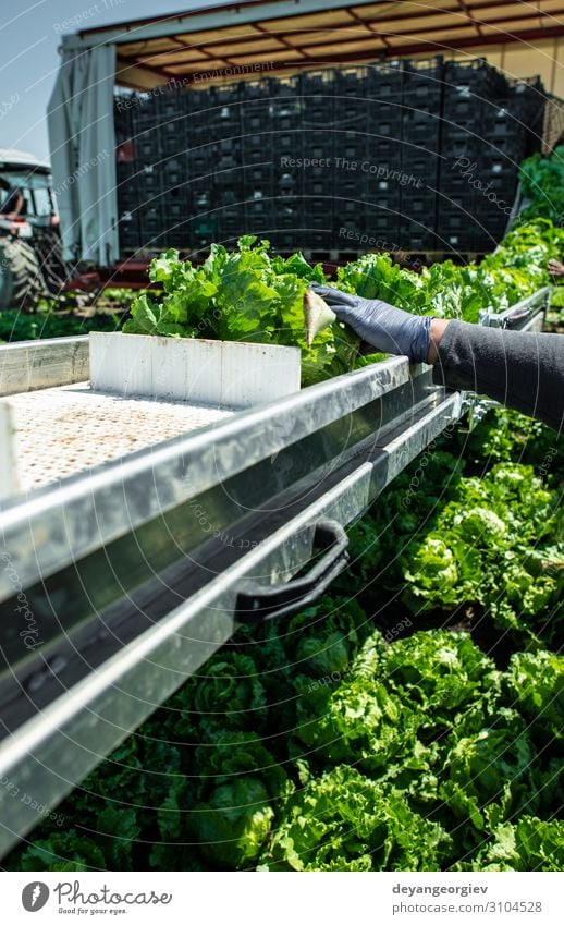 Traktor mit Produktionslinie zur automatischen Ernte von Salat. Gemüse Ernährung Vegetarische Ernährung Diät Garten Maschine Umwelt Natur Pflanze Blatt Rudel