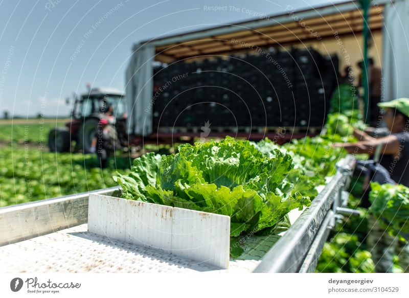 Traktor mit Produktionslinie zur automatischen Ernte von Salat. Gemüse Ernährung Vegetarische Ernährung Diät Garten Maschine Umwelt Natur Pflanze Blatt Rudel