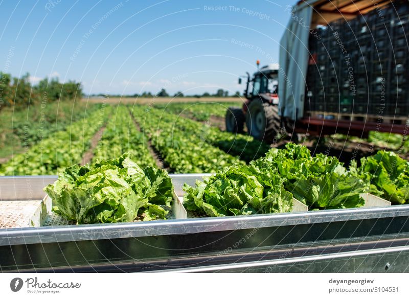 Traktor mit Produktionslinie zur automatischen Ernte von Salat. Gemüse Ernährung Vegetarische Ernährung Diät Garten Maschine Umwelt Natur Pflanze Blatt Rudel