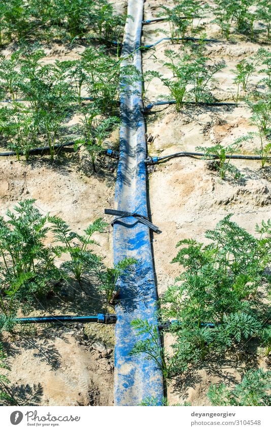 Karotten in großem Ackerland. Bewässerungsschläuche in der Karottenplantage. Gemüse Garten Gartenarbeit Umwelt Pflanze Erde Tube Wachstum Möhre Ackerbau Tropf