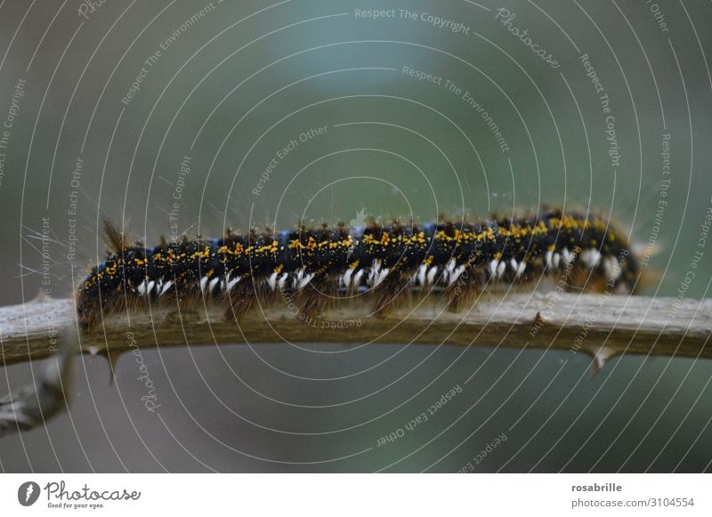 Raupe auf einem dornigen Zweig | wertvoll Umwelt Natur Tier Ast Rosenzweig Dorn Wald Wildtier Insekt 1 Bewegung krabbeln bedrohlich klein nah gelb schwarz