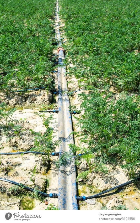 Karotten in großem Ackerland. Bewässerungsschläuche in der Karottenplantage. Gemüse Garten Gartenarbeit Umwelt Pflanze Erde Tube Wachstum Möhre Ackerbau Tropf