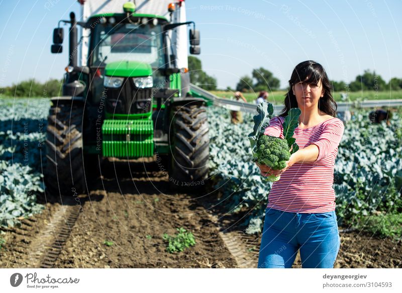 Arbeiter zeigt Brokkoli auf der Plantage. Gemüse Industrie Business Technik & Technologie Landschaft Pflanze Traktor Verpackung Linie grün Landwirt Ackerbau