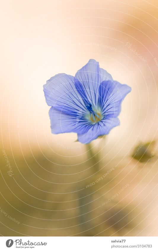 Leinblüte Umwelt Natur Pflanze Sommer Blume Blüte Nutzpflanze Leingewächse Garten Feld Blühend Duft ästhetisch schön weich blau braun zart fein filigran