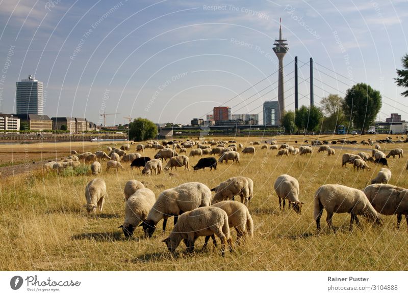 Grasende Schafe in Düsseldorf Landwirtschaft Forstwirtschaft Klimawandel Park Wiese Stadtzentrum Stadtrand Nutztier Schafherde Herde braun gelb Wärme hitzewelle