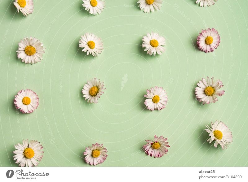 Gänseblümchenmuster schön Sommer Dekoration & Verzierung Natur Pflanze Blume frisch natürlich gelb grün weiß Hintergrund Beautyfotografie Zusammensetzung