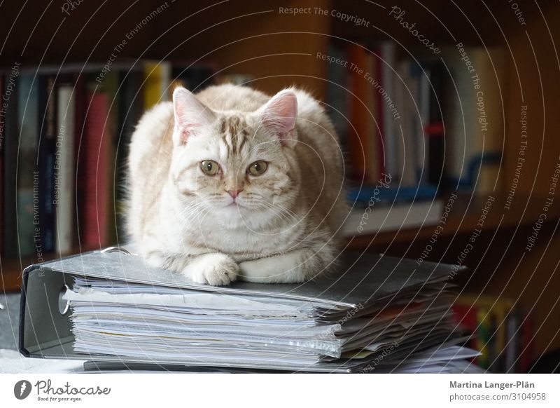 Home-Office mit Katze Haustier 1 Tier Aktenordner liegen Coolness niedlich selbstbewußt Farbfoto Gedeckte Farben Innenaufnahme Tag Licht Schwache Tiefenschärfe