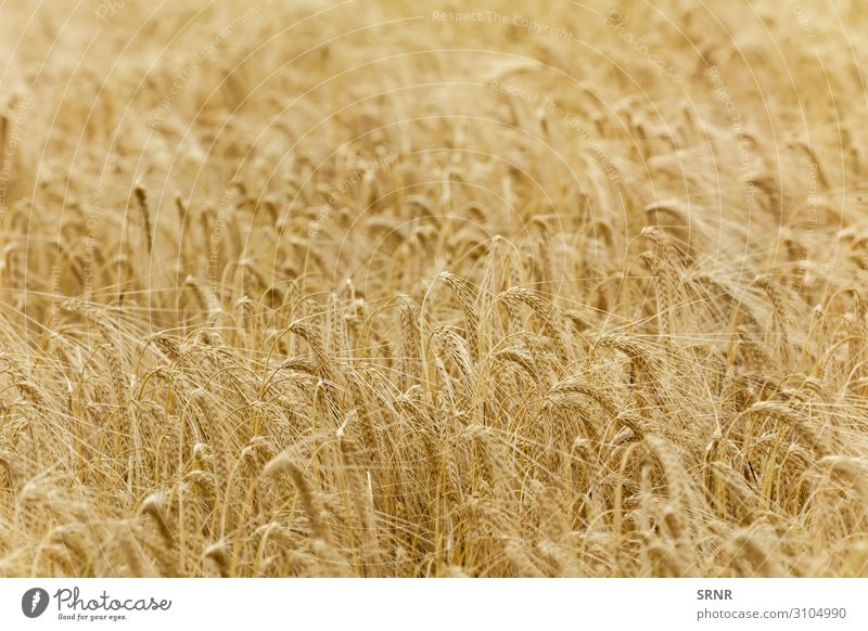 Roggenfeld Umwelt Natur Pflanze Gras Wachstum landwirtschaftliche Nutzfläche Ackerbau Gerste Müsli Getreideernte Getreidekörner Getreidepflanze Mais Feldfrüchte