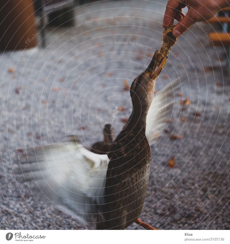 Fingerspitzengefühl | ... sonst Finger ab Wildtier Ente Gans füttern Tierliebe Essen Futter Natur Biergarten Außenaufnahme Flügel Appetit & Hunger Freude Brot