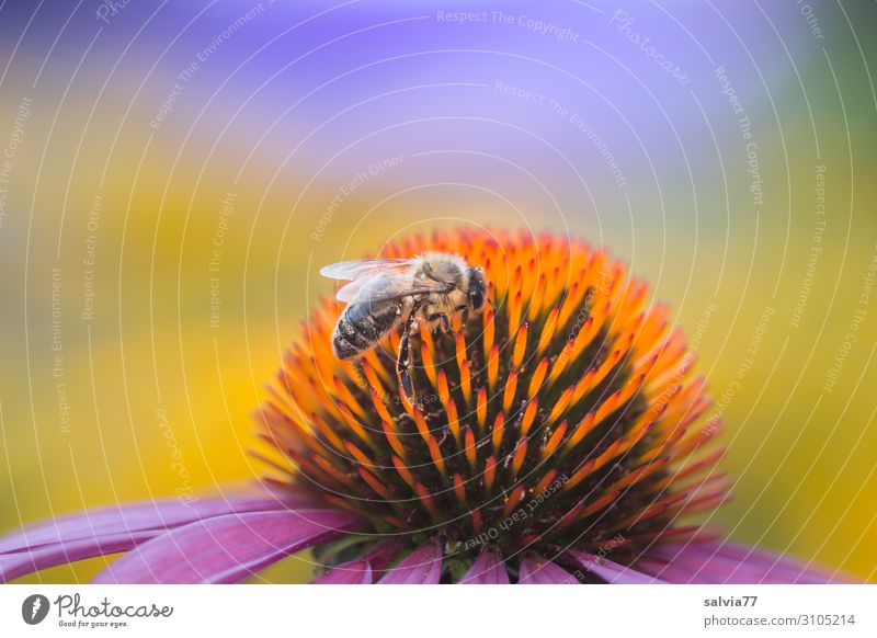 Bienenweide Umwelt Natur Pflanze Tier Sonne Sommer Klima Klimawandel Schönes Wetter Blume Blüte Nutzpflanze Wildpflanze Roter Sonnenhut Garten Park Nutztier