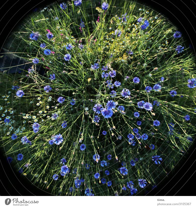 flower explosion Umwelt Natur Schönes Wetter Pflanze Blume Gras Wildpflanze Kornblume Wiese blau grün Sympathie Freundschaft Zusammensein Leben Überraschung