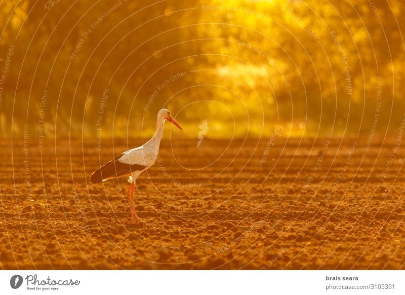 Weißstorch elegant schön Freiheit Sommer Landwirtschaft Forstwirtschaft Umwelt Natur Tier Erde Wetter Wärme Feld Wildtier Vogel 1 Fressen füttern natürlich wild