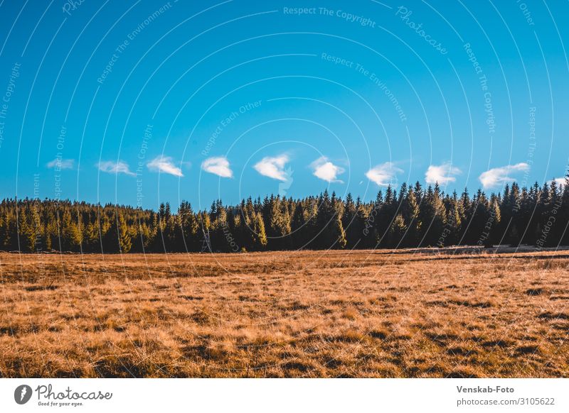 Wolkentupfen Umwelt Natur Landschaft Himmel Herbst Schönes Wetter Baum Gras wandern Unendlichkeit hell natürlich kalt Tourismus Farbfoto Gedeckte Farben