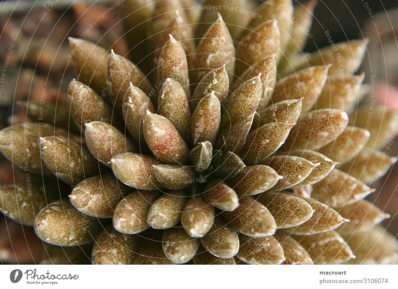 Dickblattgewächs Kaktus Detailaufnahme Nahaufnahme up Makroaufnahme trocken Pflanze Sukkulenten Crassula green close