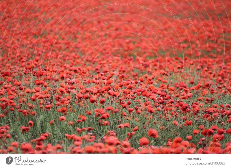 Mohnfeld poppy poppies Feld Landwirtschaft Ackerbau red Pflanze flower pots blossom bloom Detailaufnahme Klatschmohn Blüte Blühend Blume rot