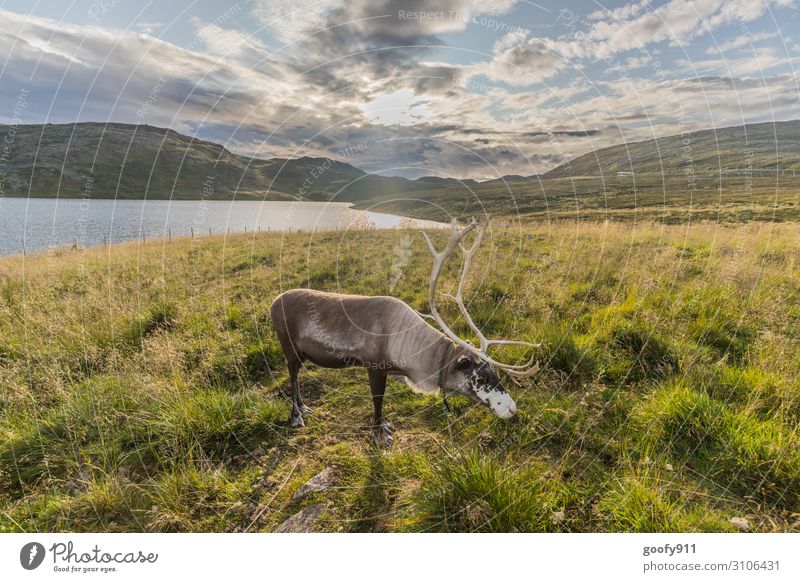 Rentiert Ferien & Urlaub & Reisen Tourismus Ausflug Abenteuer Ferne Freiheit Umwelt Natur Landschaft Wasser Himmel Wolken Horizont Sonnenlicht Hügel See Tier