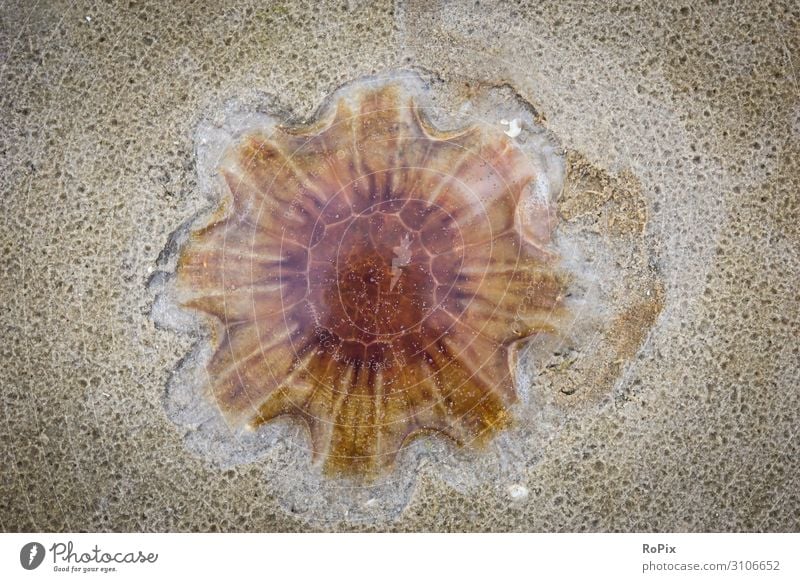 Quallen am Strand. Schwimmen & Baden Bildung Wissenschaften Bildungsreise Kunst Skulptur Umwelt Natur Tier Urelemente Sand Klima Klimawandel Atlantik Wildtier