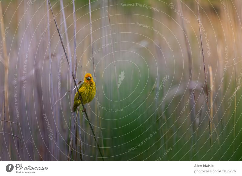 Umhangweber Vogel Umwelt Natur Wasser Sonnenlicht Frühling Pflanze Schilfrohr Feld Seeufer Fluss Feuchtgebiete Kapstadt Südafrika Afrika Tier Tiergesicht Flügel