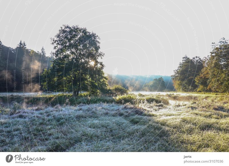 früh morgens Umwelt Natur Landschaft Himmel Wolkenloser Himmel Sonnenaufgang Sonnenuntergang Herbst Schönes Wetter Eis Frost Baum Gras Wald Flussufer frisch