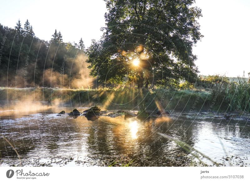 morgenstund Umwelt Natur Landschaft Sommer Herbst Schönes Wetter Wald Bach fantastisch frisch hell nachhaltig Romantik Gelassenheit ruhig Baum Farbfoto