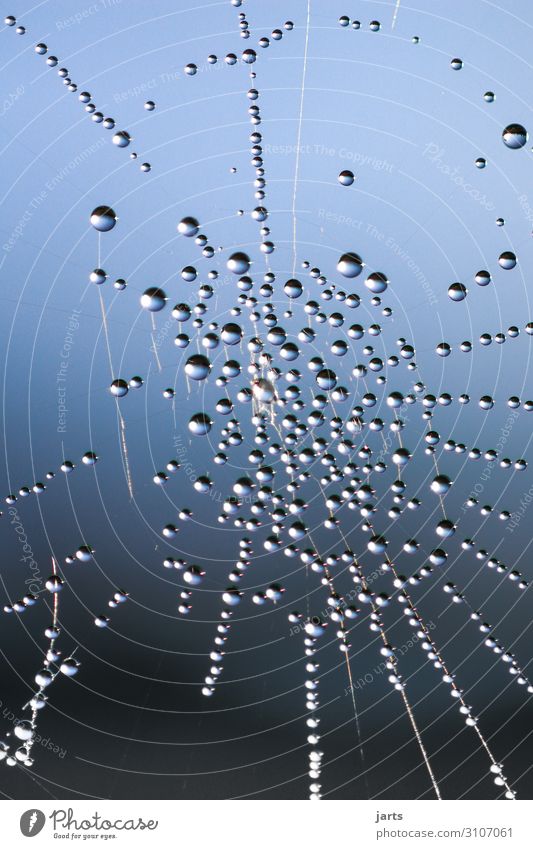 tropfennetz Pflanze Wassertropfen Himmel Sonne Schönes Wetter Nebel Flüssigkeit nass Natur Spinnennetz Gedeckte Farben Außenaufnahme Nahaufnahme Detailaufnahme