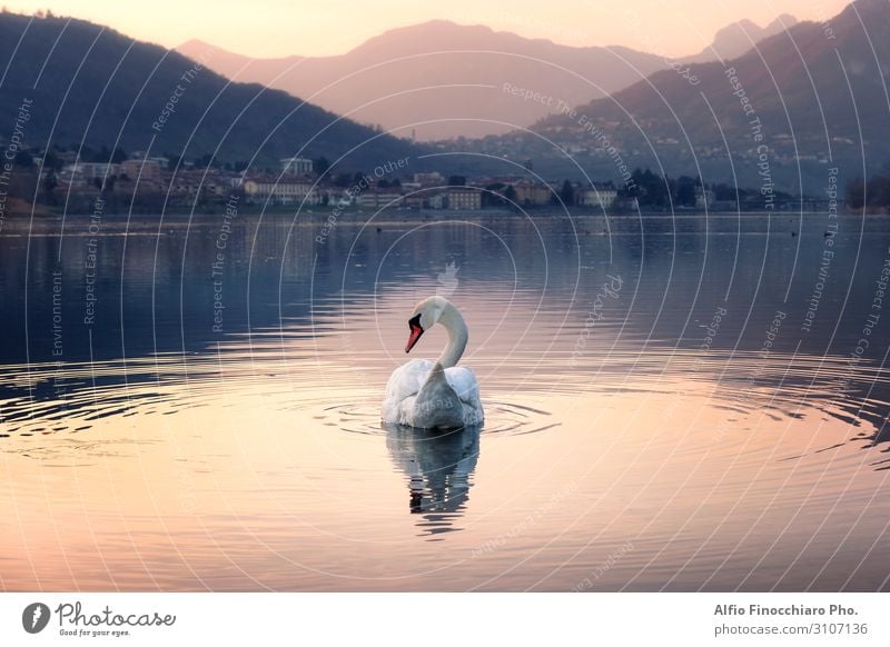 Eleganter Schwan beim Schwimmen im See elegant schön Ferien & Urlaub & Reisen Tourismus Sonne Insel Berge u. Gebirge Kunst Kunstwerk Natur Landschaft Himmel