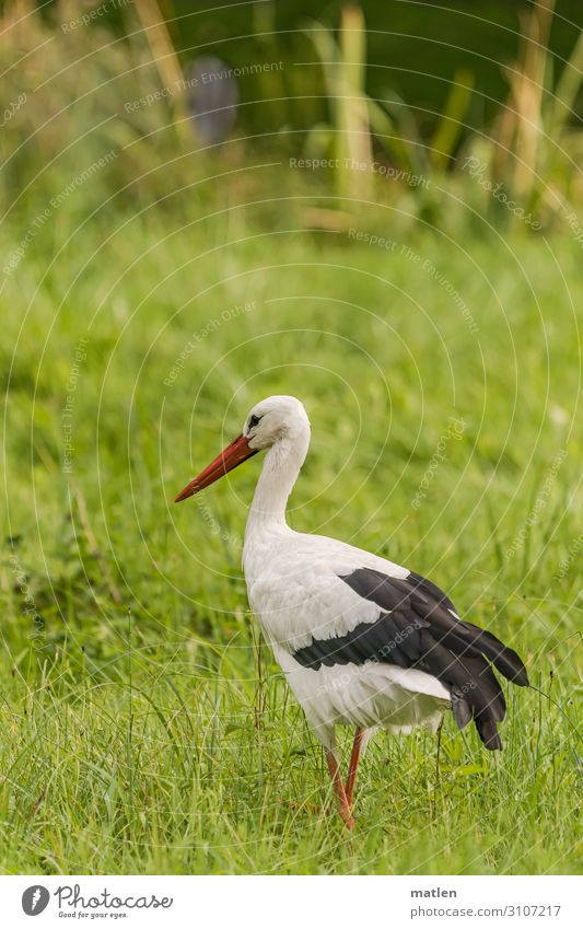 Adebar Tier Vogel 1 Jagd stehen grün schwarz weiß Storch beobachten Farbfoto Außenaufnahme Nahaufnahme Textfreiraum links Textfreiraum rechts Textfreiraum oben