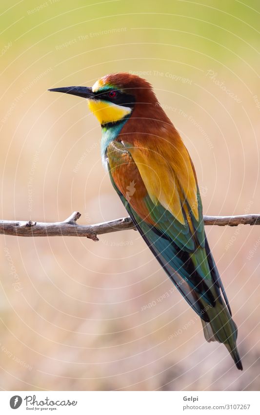 Porträt eines bunten Vogels exotisch schön Freiheit Natur Tier Biene glänzend füttern hell wild blau gelb grün rot weiß Farbe Tierwelt Bienenfresser Apiaster