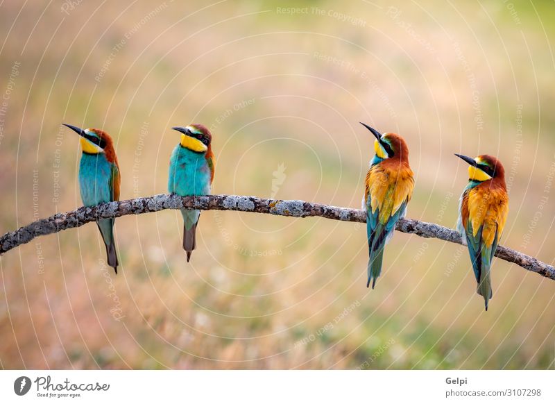 Treffen von vier Bienenfressern Essen schön Sitzung Menschengruppe Umwelt Natur Tier Vogel Liebe wild blau grün weiß Farbe Tierwelt farbenfroh Team tropisch Ast