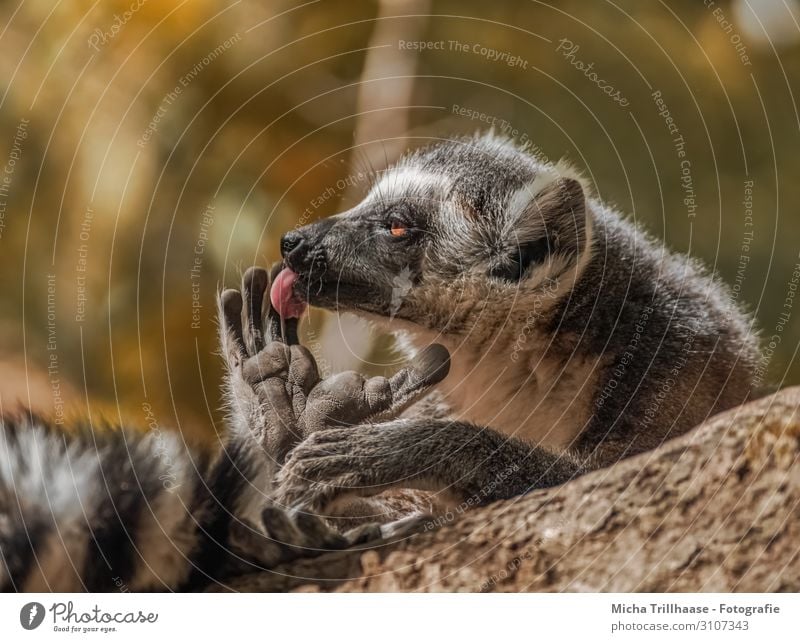 Affe bei der Körperpflege Natur Tier Sonne Sonnenlicht Schönes Wetter Baum Wald Wildtier Tiergesicht Fell Pfote Affen Katta Halbaffen Kopf Maul Zunge Tierfuß