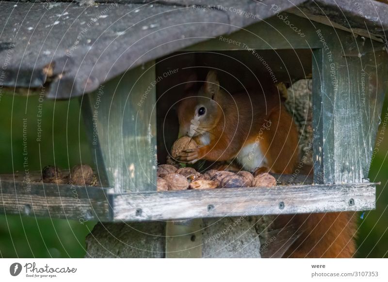 European brown squirrel Natur Tier 1 kuschlig weich braun Eichhörnchen animal branch branches copy space cuddly cuddly soft cute european squirrel forest fur