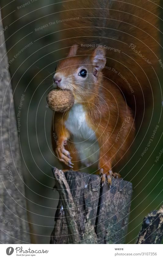 European brown squirrel Natur Tier Wildtier 1 Essen füttern weich Eichhörnchen animal branch branches copy space cuddly cuddly soft cute european squirrel