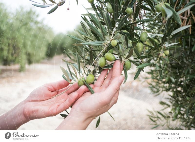 Mediterrane Oliven, grüne Olivenfrucht im Herbst, Öl-Olive Mensch Arme Hand Baum wählen wild Qualität oliv Erdöl Ernte Landwirtschaft Andalusia meditearraen