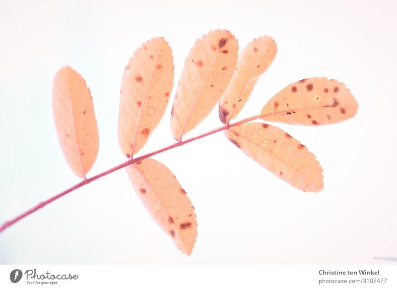 Blatt einer Eberesche Natur Herbst Pflanze Baum Ebereschenblätter Vogelbeerbaum Wildgehölz außergewöhnlich Coolness einfach kaputt natürlich schön orange rot