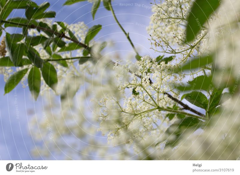 hier riechts doch nach ... | Holunderblüten Blüte Strauch Natur Pflanze Außenaufnahme Farbfoto Menschenleer Umwelt Nahaufnahme natürlich Zweig Blatt Dolde