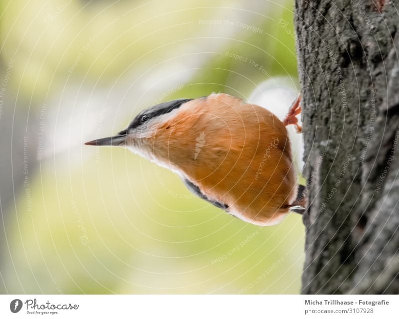 Kleiber am Baumstamm Natur Tier Sonne Sonnenlicht Schönes Wetter Wildtier Vogel Tiergesicht Flügel Krallen Schnabel Auge Feder gefiedert 1 beobachten hängen