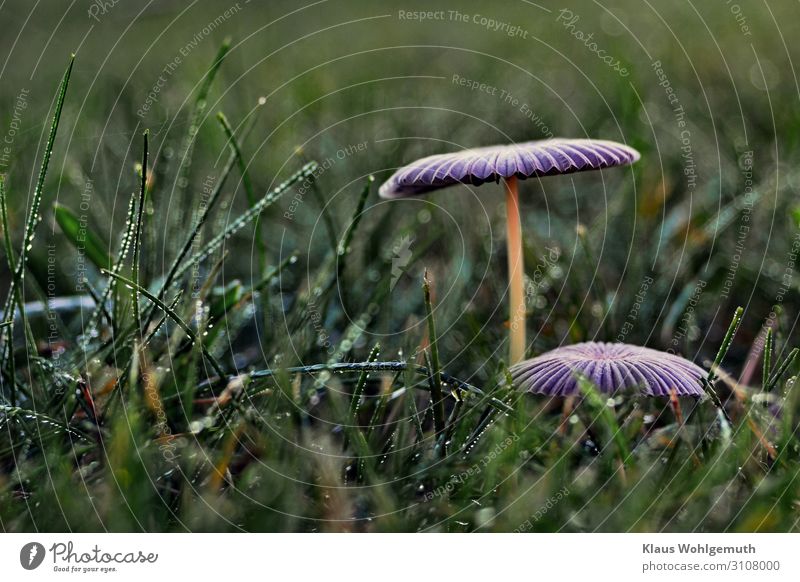 Herbstblues Lebensmittel Pilz Umwelt Natur Pflanze Gras Wiese stehen Wachstum fantastisch blau grün violett Lamelle Traurigkeit Farbfoto Außenaufnahme