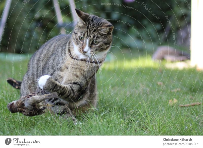 Flieg Vogel flieg Natur Sommer Gras Garten Wiese Haustier Katze Pfote 2 Tier beobachten entdecken Jagd Blick Erfolg Appetit & Hunger Farbfoto Außenaufnahme Tag