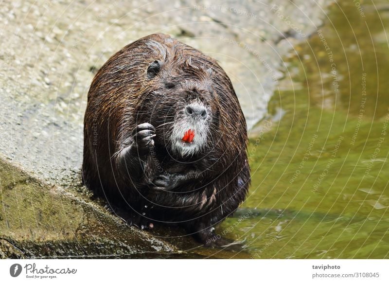 süßes Coypu Reinigungsfell Gesicht Leben Erholung Zähne Zoo Natur Tier Teich Pelzmantel klein nass natürlich niedlich wild braun grau schwarz Biberratte