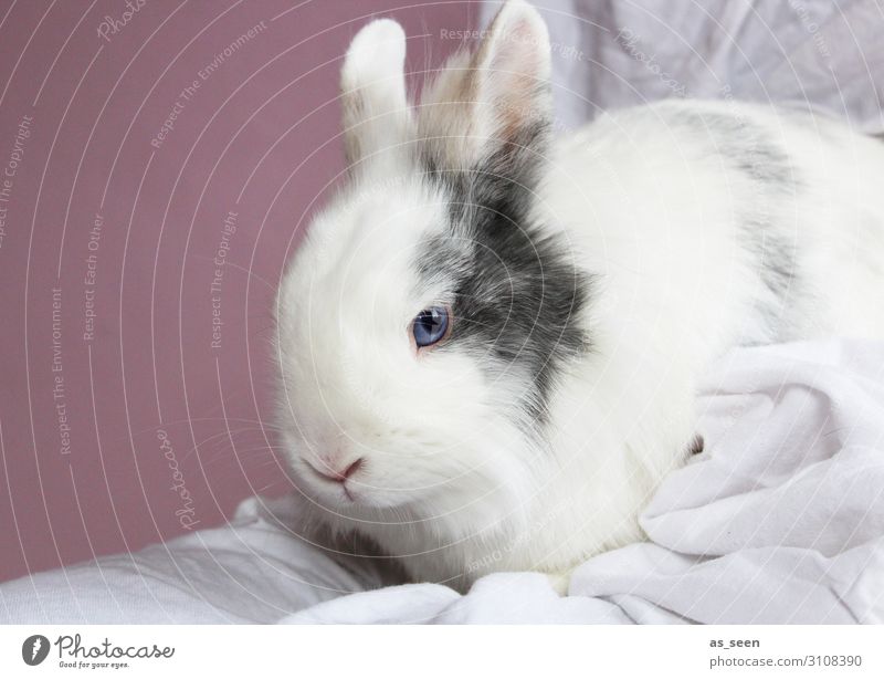 Hase Tier Haustier Tiergesicht Fell Streichelzoo Hase & Kaninchen 1 hocken Blick sitzen ästhetisch authentisch klein niedlich weich blau rosa weiß Gefühle