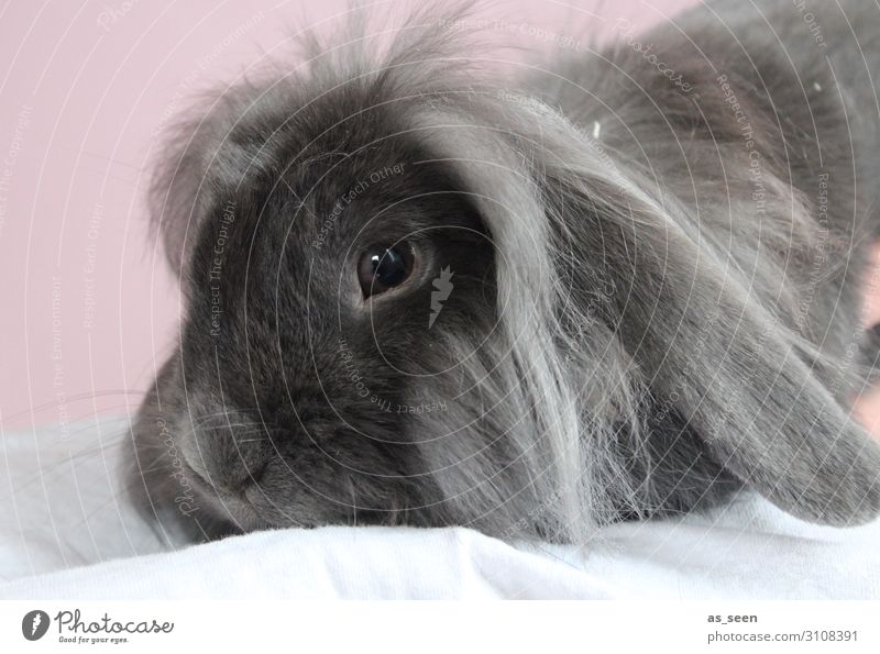 Hasi Tier Haustier Tiergesicht Fell Hase & Kaninchen Nagetiere 1 hocken liegen ästhetisch authentisch kuschlig niedlich grau rosa schwarz Gefühle Tierliebe