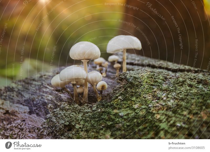 Psychopilze Sonne Sonnenlicht Herbst Pflanze Wildpflanze Wald geheimnisvoll Natur Umwelt Pilz Gift Farbfoto Außenaufnahme Nahaufnahme Menschenleer Tag