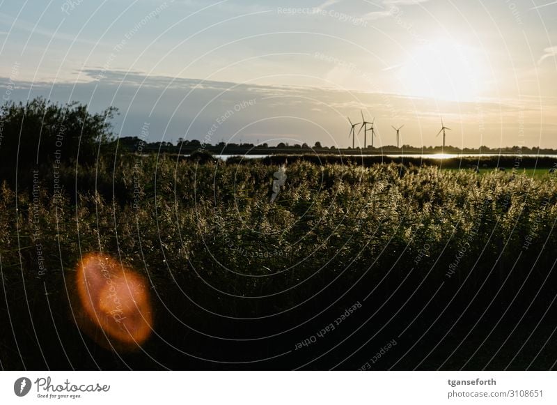 Sonnenuntergang an der Ems Ferien & Urlaub & Reisen Tourismus Umwelt Natur Landschaft Pflanze Schönes Wetter Gras Sträucher Grünpflanze Wildpflanze Wiese Fluss