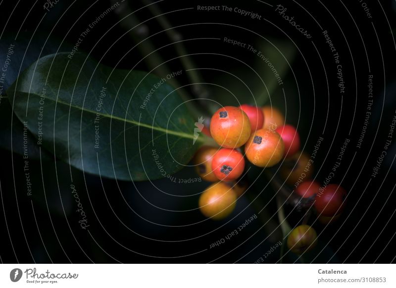 Die Früchte der Stechpalme Natur Pflanze Herbst Baum Blatt Grünpflanze Beerenfruchtstand Christdorn Zierpflanze Garten Park Wald Giftpflanze Wachstum schön