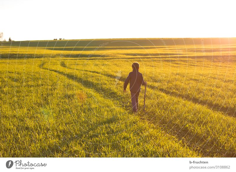 weiter gehen harmonisch Wohlgefühl Zufriedenheit ruhig Abenteuer Freiheit Kind Kindheit 1 Mensch Natur Landschaft Sonnenlicht Herbst Schönes Wetter Gras Wiese